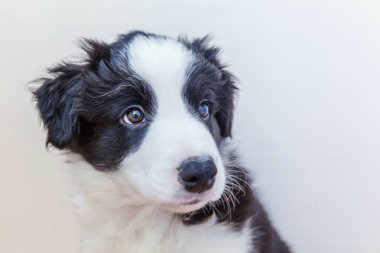 Komik stüdyo portre sevimli güleryüzlü köpek yavrusu köpek kenar kömür ocağı beyaz arka plan üzerinde