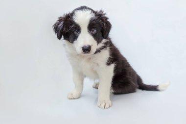 Komik stüdyo portre sevimli güleryüzlü köpek yavrusu köpek kenar kömür ocağı beyaz arka plan üzerinde