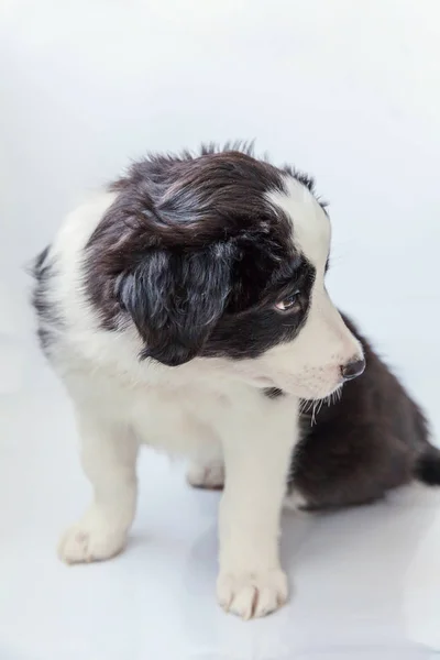 Legrační studiový portrét smilling roztomilé štěně psa border kolie na bílém pozadí — Stock fotografie