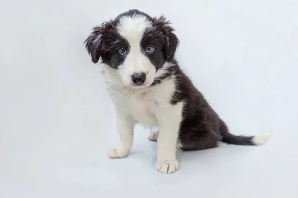 白地にかわいい smilling 子犬犬ボーダーコリーの面白いスタジオ ポートレート — ストック写真