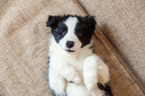 Funny portrait of cute smilling puppy dog border collie at home — Stock Photo, Image