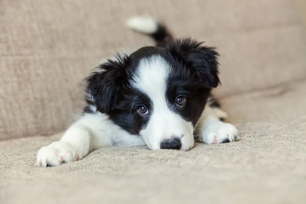 Funny portrait of cute smilling puppy dog border collie at home — Stock Photo, Image