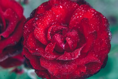 Güzel kırmızı gül çiçekler yaz aylarında yağmur sonra damla ile. İlham verici doğal çiçek bahar Çiçek Bahçe veya park