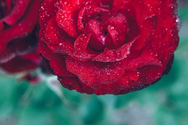 Güzel kırmızı gül çiçekler yaz aylarında yağmur sonra damla ile. İlham verici doğal çiçek bahar Çiçek Bahçe veya park