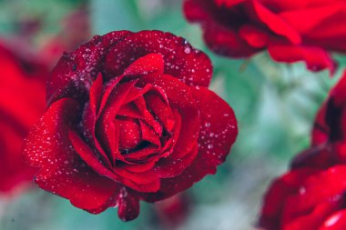 Güzel kırmızı gül çiçekler yaz aylarında yağmur sonra damla ile. İlham verici doğal çiçek bahar Çiçek Bahçe veya park