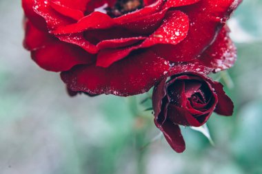 Güzel kırmızı gül çiçekler yaz aylarında yağmur sonra damla ile. İlham verici doğal çiçek bahar Çiçek Bahçe veya park