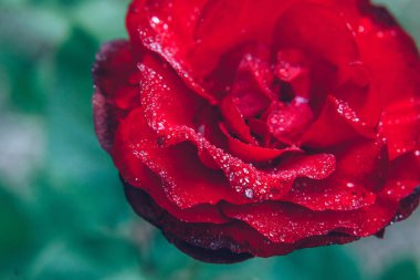 Güzel kırmızı gül çiçekler yaz aylarında yağmur sonra damla ile. İlham verici doğal çiçek bahar Çiçek Bahçe veya park