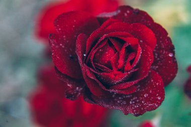 Güzel kırmızı gül çiçekler yaz aylarında yağmur sonra damla ile. İlham verici doğal çiçek bahar Çiçek Bahçe veya park