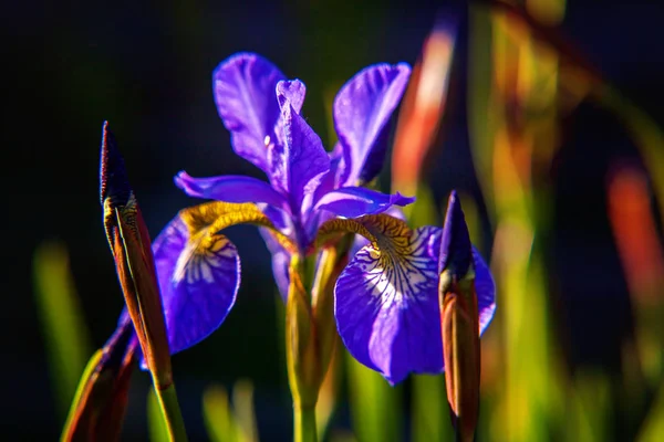 Blomsterseng med lilla iris og uklar bokeh bakgrunn – stockfoto