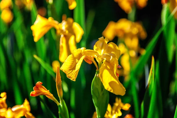Blomma säng med gul iris och suddig bokeh bakgrund — Stockfoto