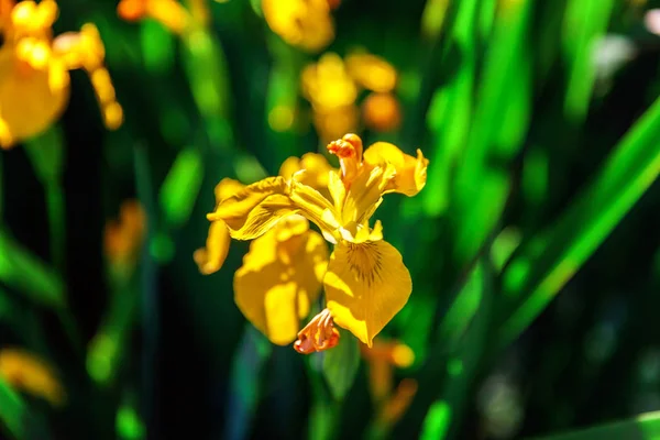 Blumenbeet mit gelben Schwertlilien und verschwommenem Bokeh-Hintergrund — Stockfoto