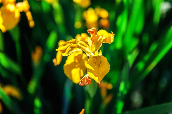 Blumenbeet mit gelben Schwertlilien und verschwommenem Bokeh-Hintergrund — Stockfoto