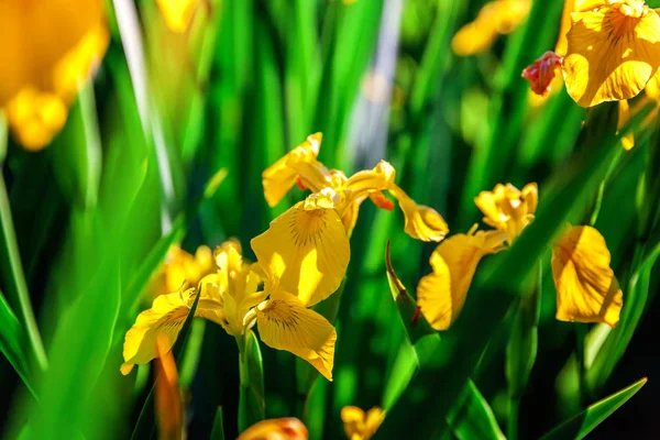 Blumenbeet mit gelben Schwertlilien und verschwommenem Bokeh-Hintergrund — Stockfoto