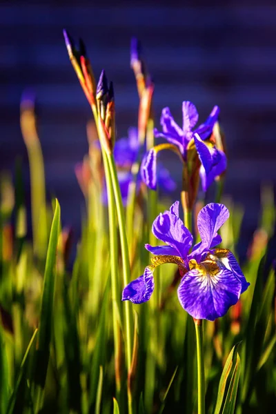 Bunga tempat tidur dengan iris ungu dan latar belakang bokeh kabur — Stok Foto