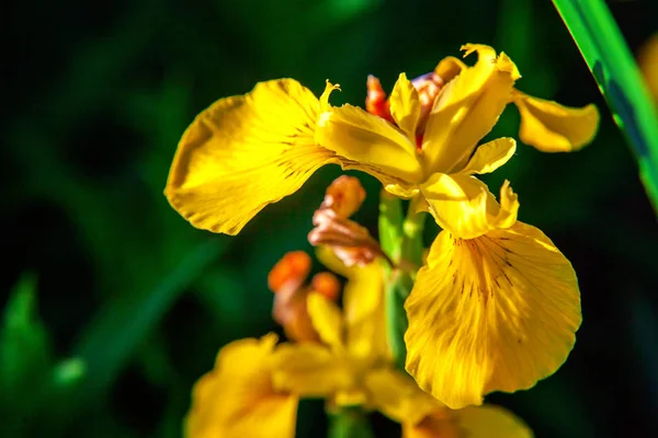 Cama de flores com íris amarelas e fundo bokeh borrado — Fotografia de Stock