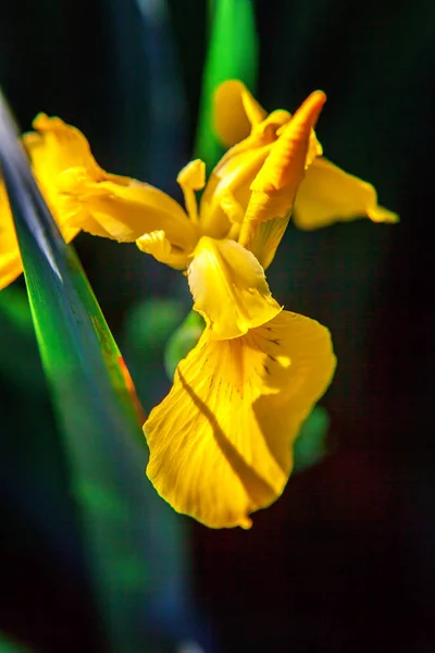 Lit de fleurs avec iris jaunes et fond bokeh flou — Photo