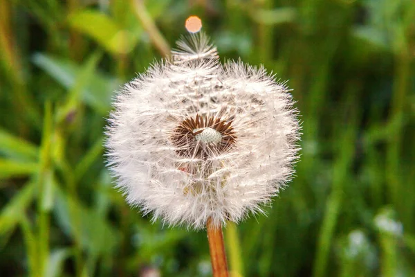 Semillas de diente de león soplando en el viento en el fondo del campo de verano —  Fotos de Stock