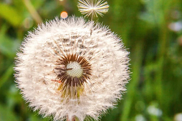 Paardebloem zaden waait in de wind in de achtergrond van een veld de zomer — Stockfoto