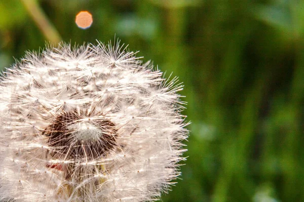 Semillas de diente de león soplando en el viento en el fondo del campo de verano —  Fotos de Stock