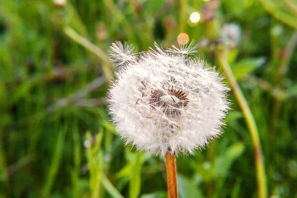 Karahindiba tohumları yaz alan arka planda rüzgarda üfleme — Stok fotoğraf