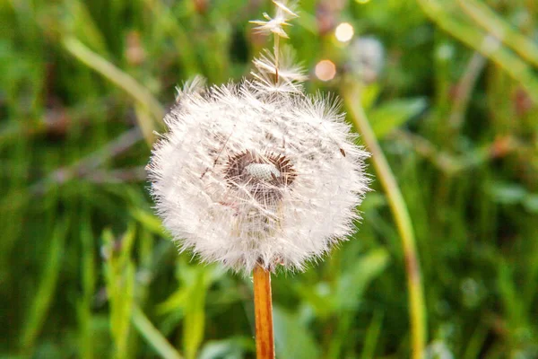 Насіння кульбаби дме у вітрі на фоні літнього поля — стокове фото