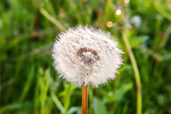 Semillas de diente de león soplando en el viento en el fondo del campo de verano —  Fotos de Stock