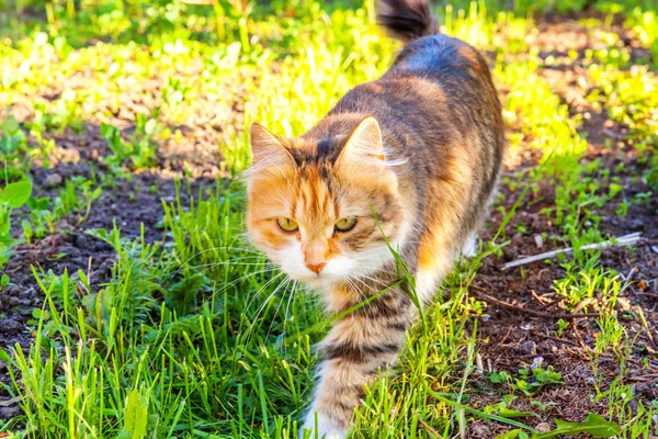 Arrogant short-haired domestic beautiful tabby cat eating fresh green grass oats — Stock Photo, Image