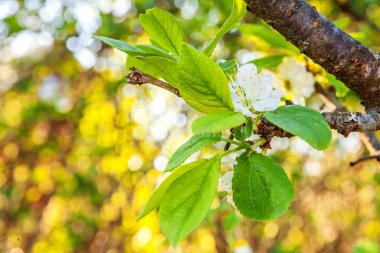 Beyaz kiraz çiçeği sakura çiçekler bahar zamanında