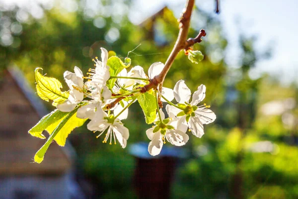 Bílý Kvetoucí třešeň sakura květiny v jarním období — Stock fotografie