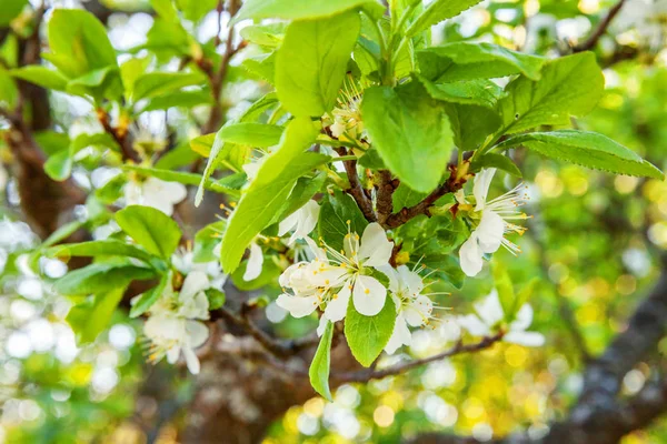 Weiße Kirschblüten Sakura-Blüten im Frühling — Stockfoto