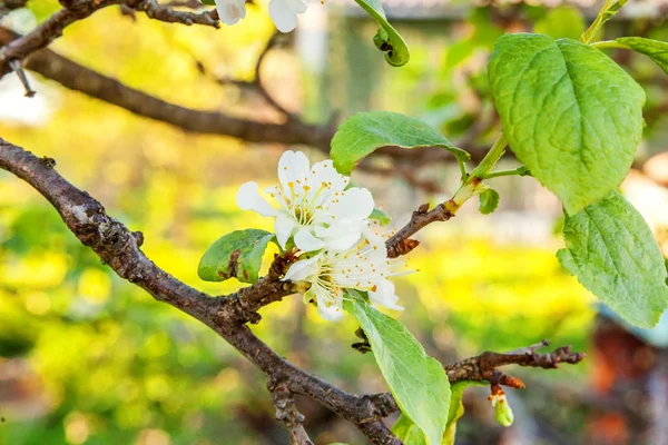 White cherry blossom sakura flowers in spring time — Stock Photo, Image