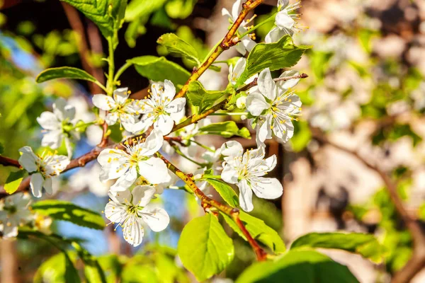 White cherry blossom sakura flowers in spring time — Stock Photo, Image