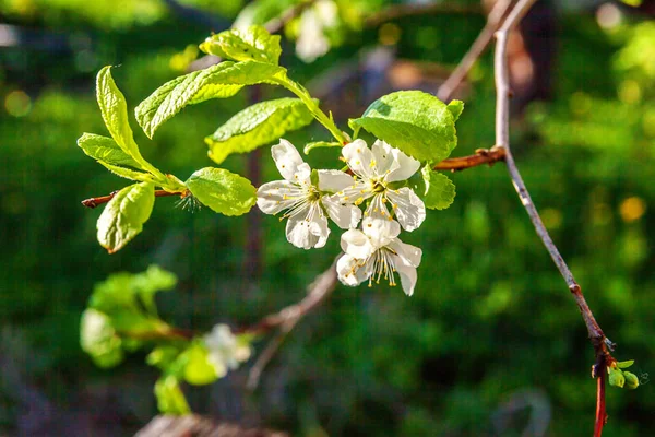 Flores de sakura de flor de cerezo blanco en primavera — Foto de Stock