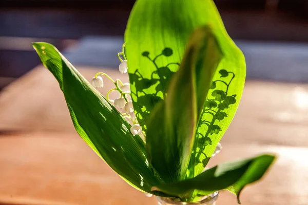 Maiglöckchen oder Maiglöckchen — Stockfoto