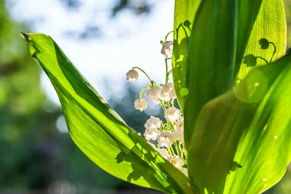 Lily of the valley of mei-lily — Stockfoto