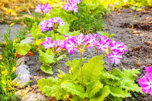 Primrose Primula with pink flowers — Stock Photo, Image