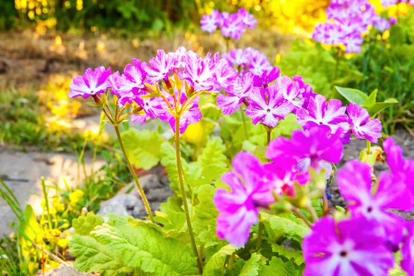 Prímula de prímula com flores rosa — Fotografia de Stock