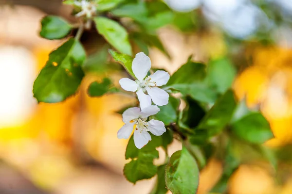 White apple flowers blossom tree in spring time — Stock Photo, Image