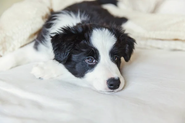 Αστεία πορτρέτο του περιποιημένο χαριτωμένο κουτάβι σκυλί κόλλεϊ συνόρων στο κρεβάτι στο σπίτι — Φωτογραφία Αρχείου