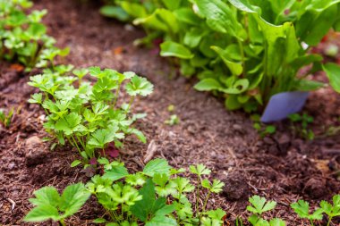 Yeşil yaprak marul salatası ve maydanoz sebze alanındaki bahçe yatak ile tarım alanı