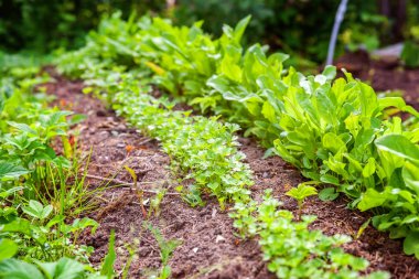 Yeşil yaprak marul salatası ve maydanoz sebze alanındaki bahçe yatak ile tarım alanı