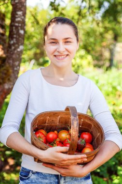 Bahçede malzeme çekme taze olgun organik domates sepeti tutan genç kadın çiftlik işçisi