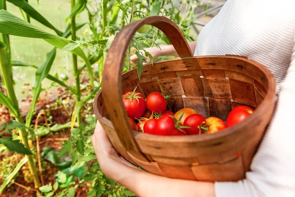Женщина с фермы руки с корзиной собирать свежие спелые органические помидоры — стоковое фото