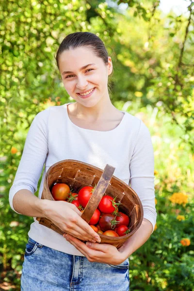 Молодая работница фермы держит корзину, собирая свежие спелые органические помидоры в саду — стоковое фото