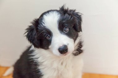 Komik stüdyo portre sevimli güleryüzlü köpek yavrusu köpek kenar kömür ocağı beyaz arka plan üzerinde