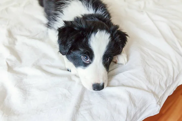 Divertente ritratto di carino smilling cucciolo di cane confine collie a letto a casa — Foto Stock