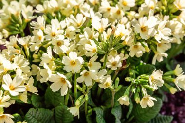 Sarı çiçekli çuha çiçeği