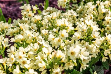 Sarı çiçekli çuha çiçeği