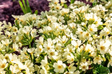 Sarı çiçekli çuha çiçeği