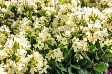 Sarı çiçekli çuha çiçeği